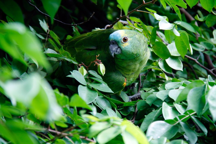 Biomimicry green parrot in a tree