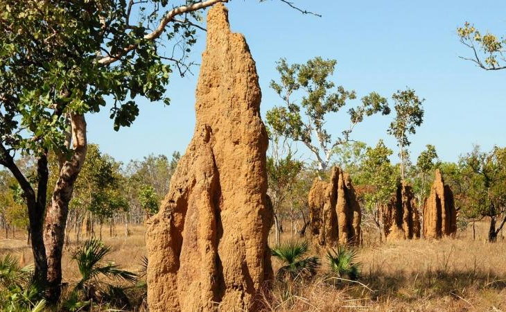 Biomimicry Termite nest