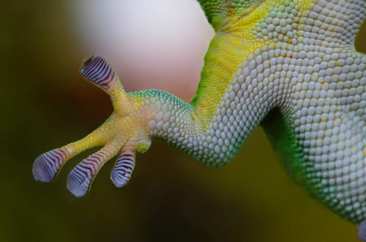 Biomimicry Gecko feet