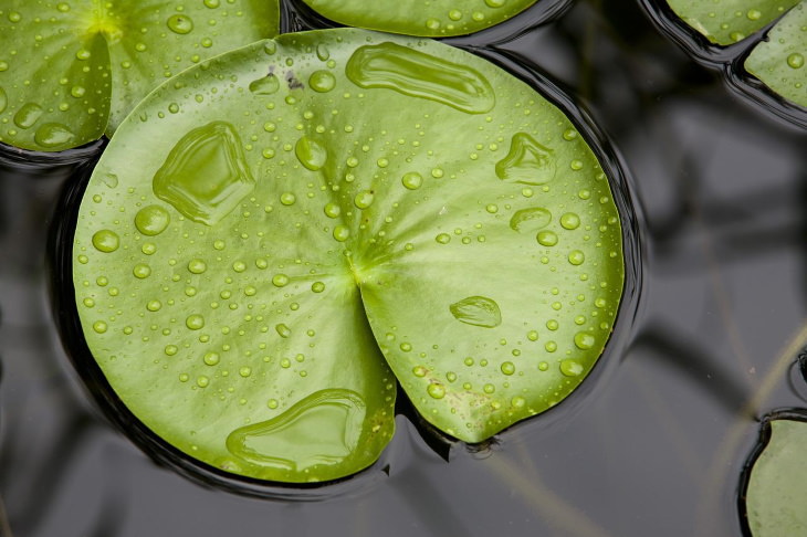 Biomimicry Lotus leaves