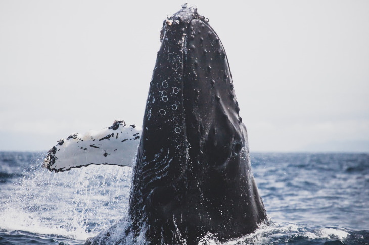 Biomimicry Whale