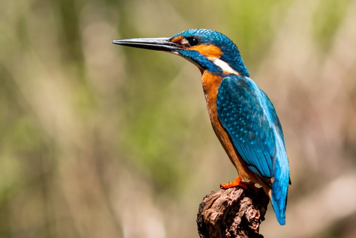 Biomimicry Kingfisher