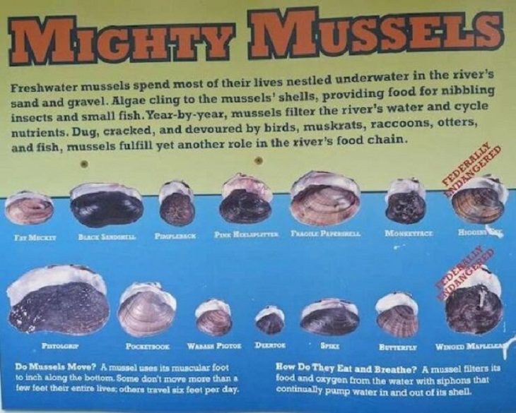 Charts & Maps, mussels