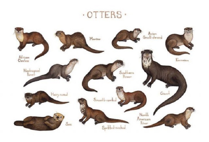Charts & Maps, otters 