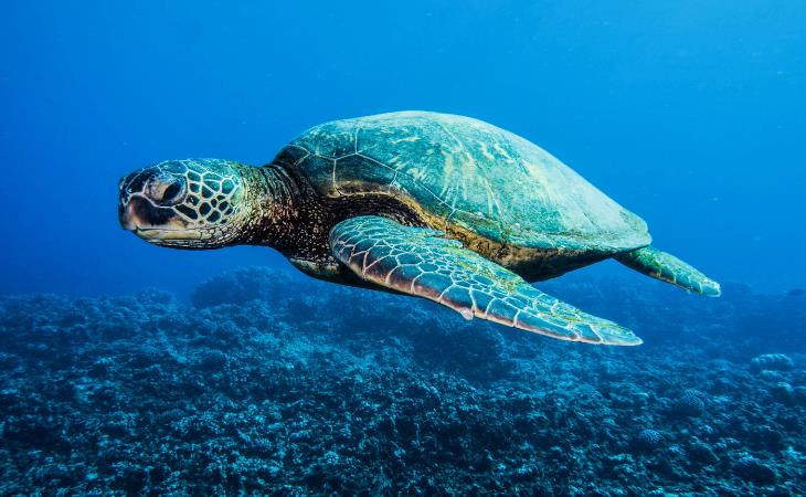 Facts About Science, sea turtles 