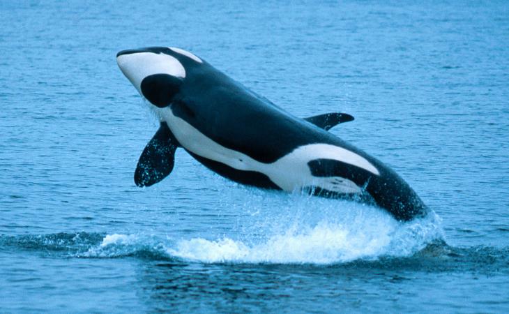 Facts About Science, Killer whales 