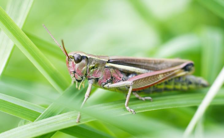 Facts About Science, Grasshopper