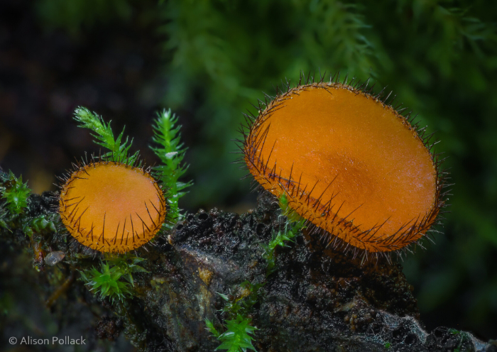 Eyelash Cup Fungus (Scutellinia)