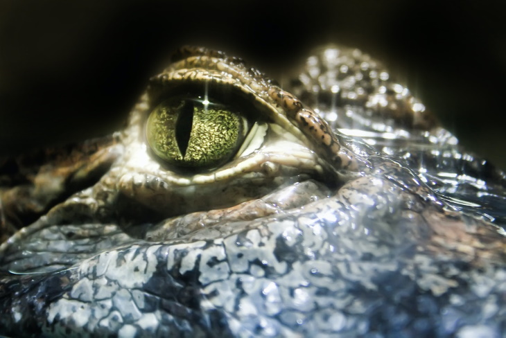 Renaissance Idioms Crocodile eye