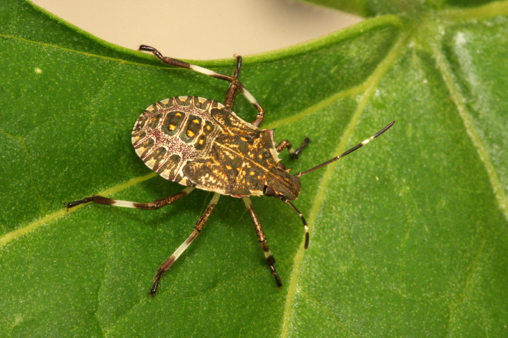  Invasive Insects in the United States Brown Marmorated Stink Bug (Halyomorpha halys)