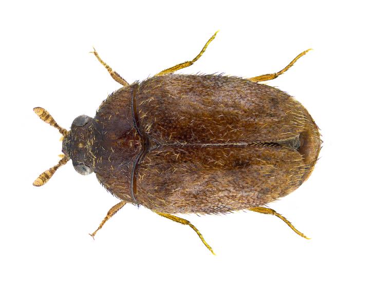  Invasive Insects in the United States Khapra Beetle (Trogoderma granarium)