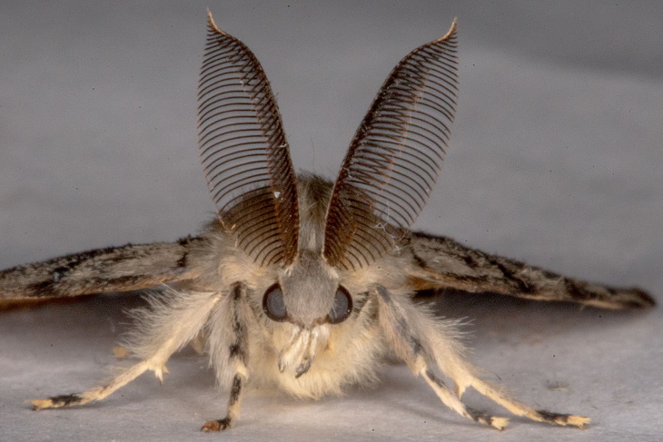  Invasive Insects in the United States Spongy moth (Lymantria dispar)