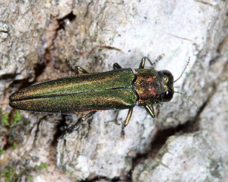  Invasive Insects in the United States Asian Longhorned Beetle (Anoplophora glabripennis)