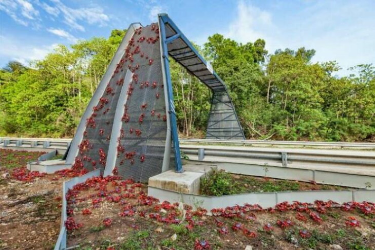 Stunning Bridges & Roads crab overpass on Christmas Island