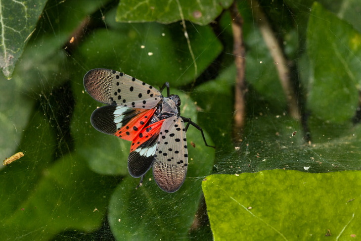  Invasive Insects in the United States Spotted Lanternfly (Lycorma delicatula)