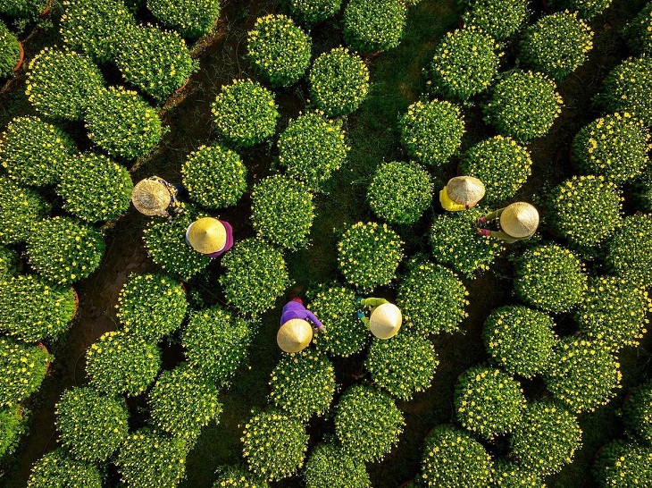 Aerial Views of Vietnam, Daisy Farm