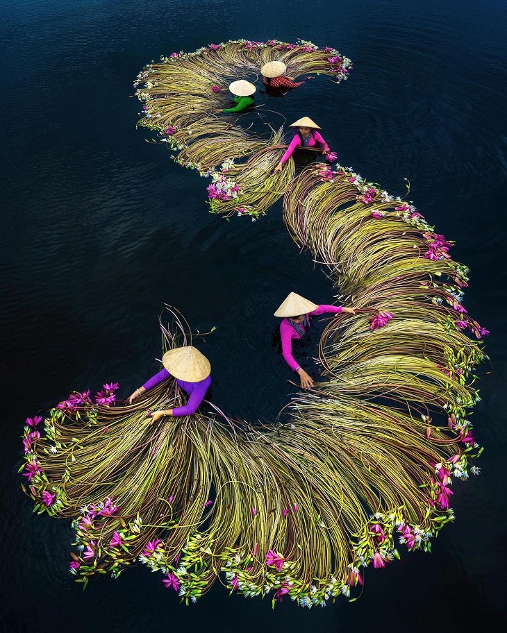 Aerial Views of Vietnam, Lily Harvest