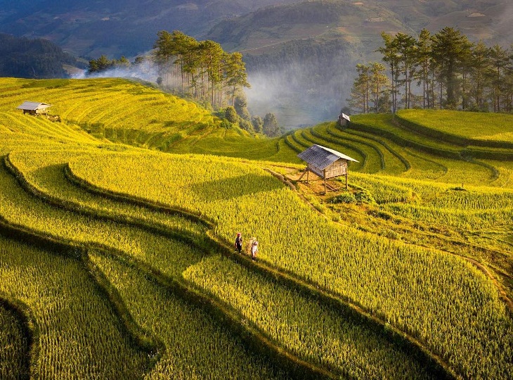 Aerial Views of Vietnam, Rice Paddies 
