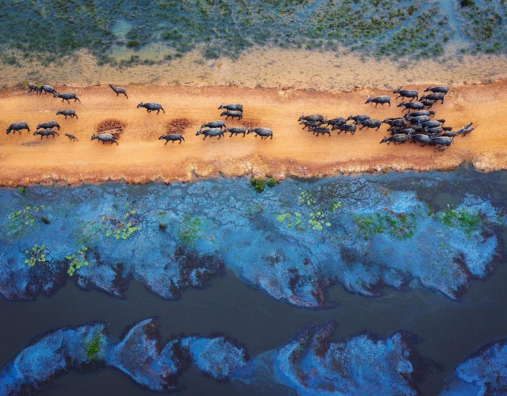 Aerial Views of Vietnam, Buffaloes in the Mekong Delta