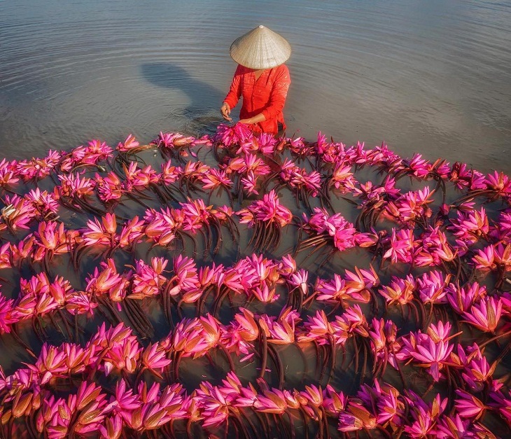 Aerial Views of Vietnam, Lilies