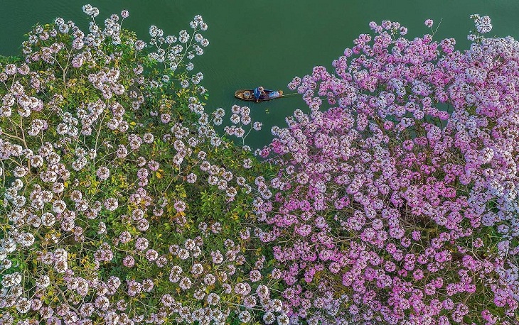 Aerial Views of Vietnam, Pink trumpet flowers