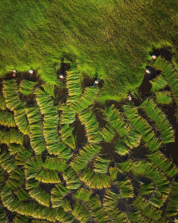 Aerial Views of Vietnam, Grass Harvest
