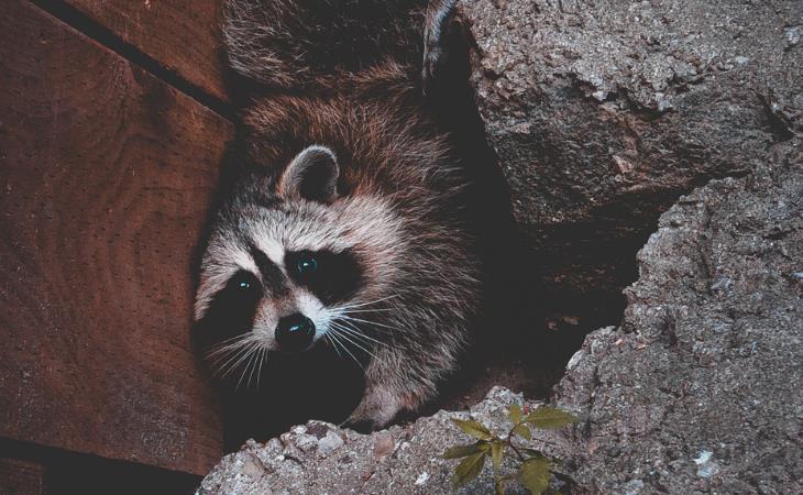 Ways to Get Rid of Raccoons, darkness, sapces