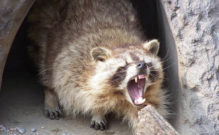 Ways to Get Rid of Raccoons, raccoon yawning