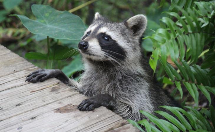 Ways to Get Rid of Raccoons, 