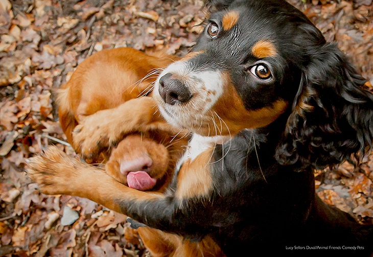 Comedy Pet Photography Awards, dog and cat, friendship 