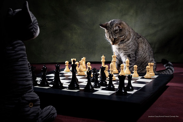 Comedy Pet Photography Awards, CAT, chess