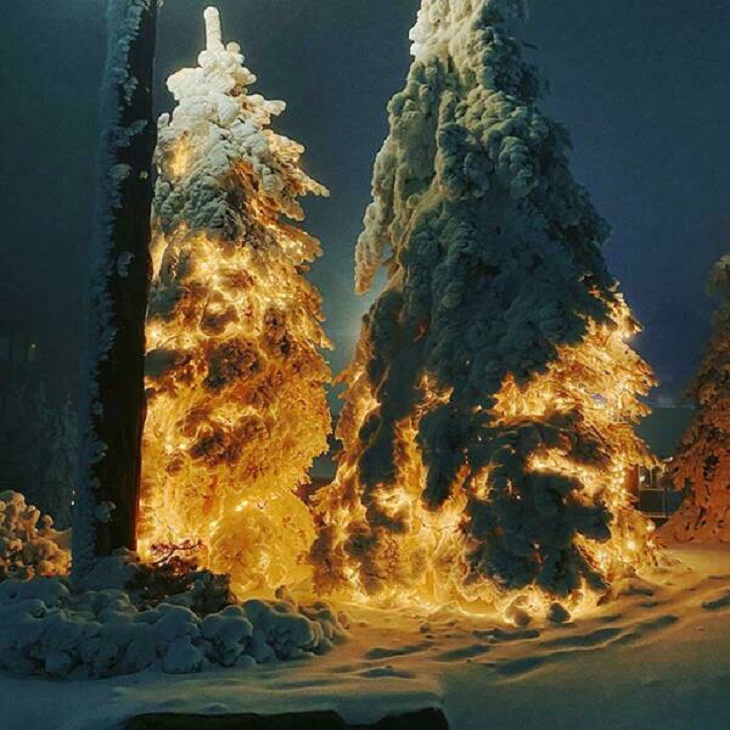 Confusing Perspective Images, Trees with Christmas lights