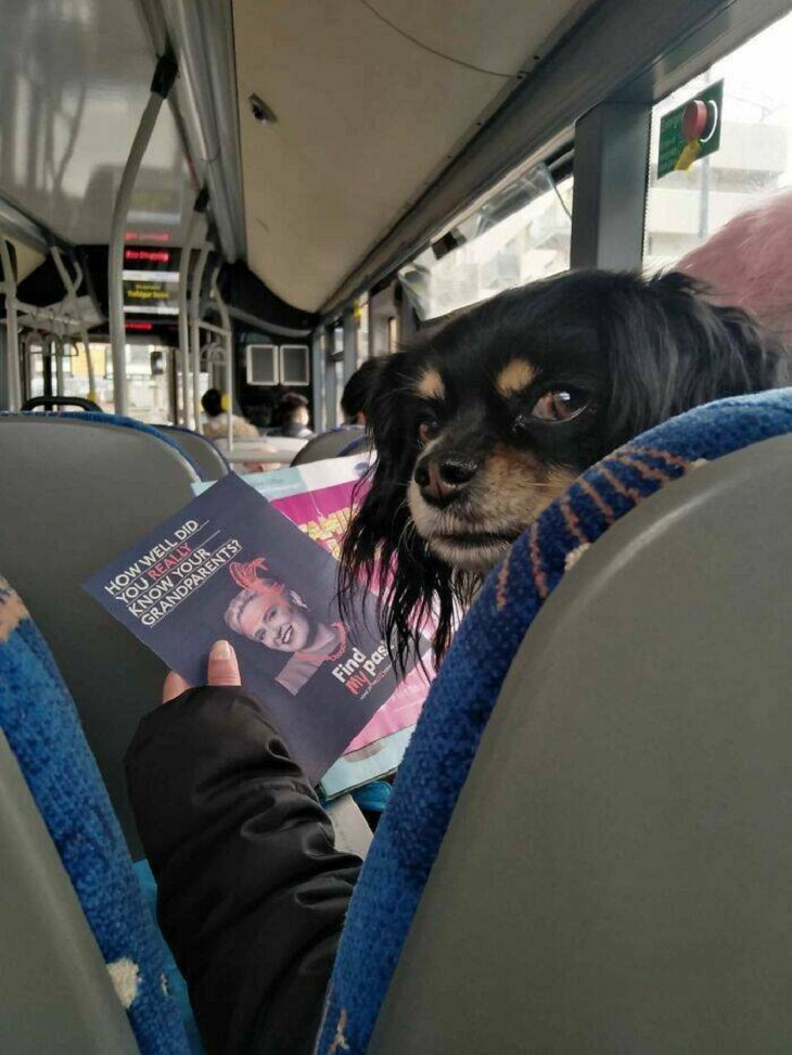 Confusing Perspective Images, dog, reading