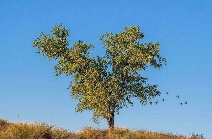 Confusing Perspective Images, Australian Budgerigars