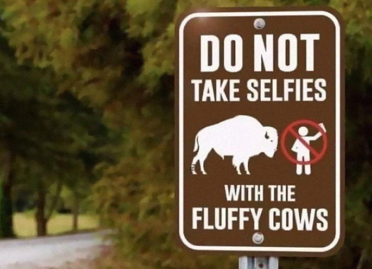 Hysterical Signs bisons