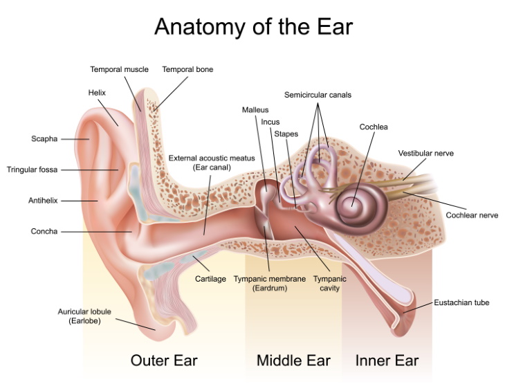 Tinnitus ear anatomy