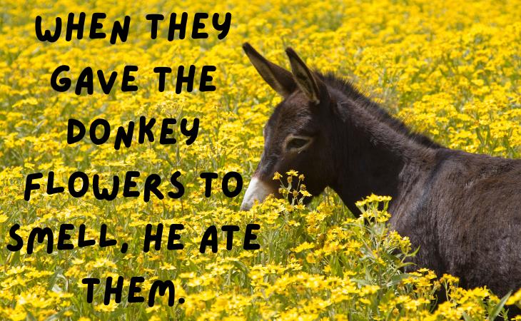 Armenian Proverbs, donkey