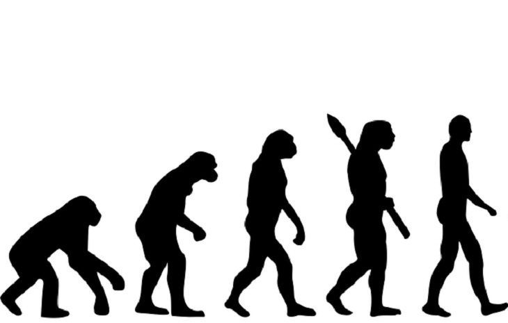 Human Evolution, height