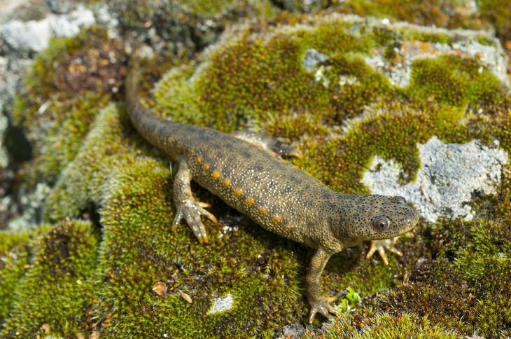 Animal Defense Mechanisms, Iberian Ribbed Newt