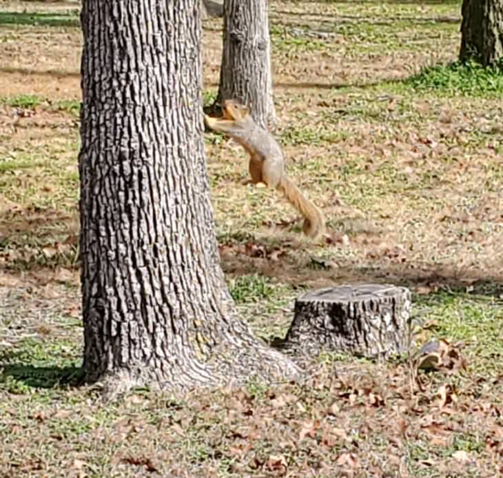 Confusing Pics, squirrel 