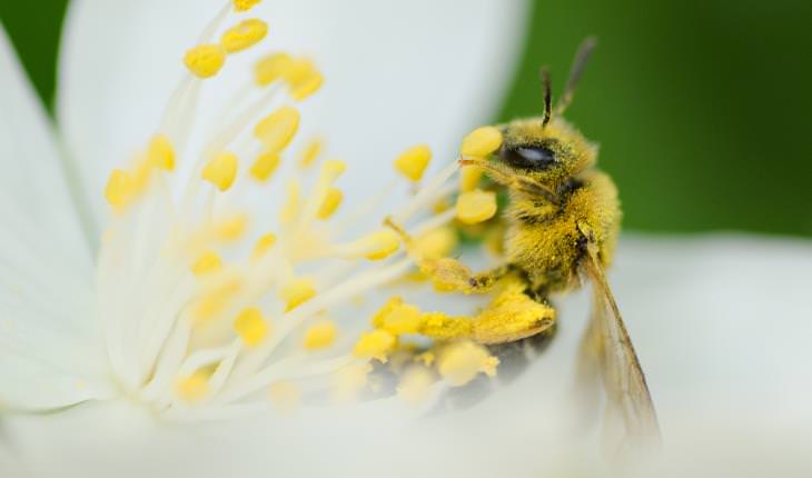 oral allergy syndrome- bee pollinating