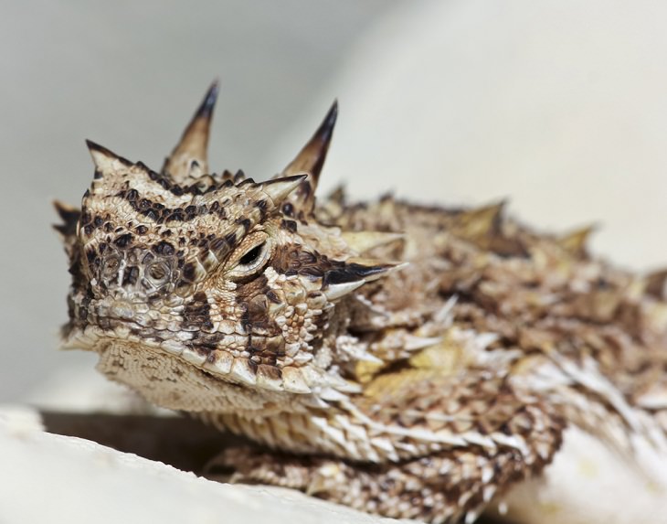 Animal Defense Mechanisms, Texas Horned Lizard 