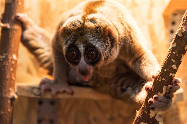 Animal Defense Mechanisms,  Slow Loris 