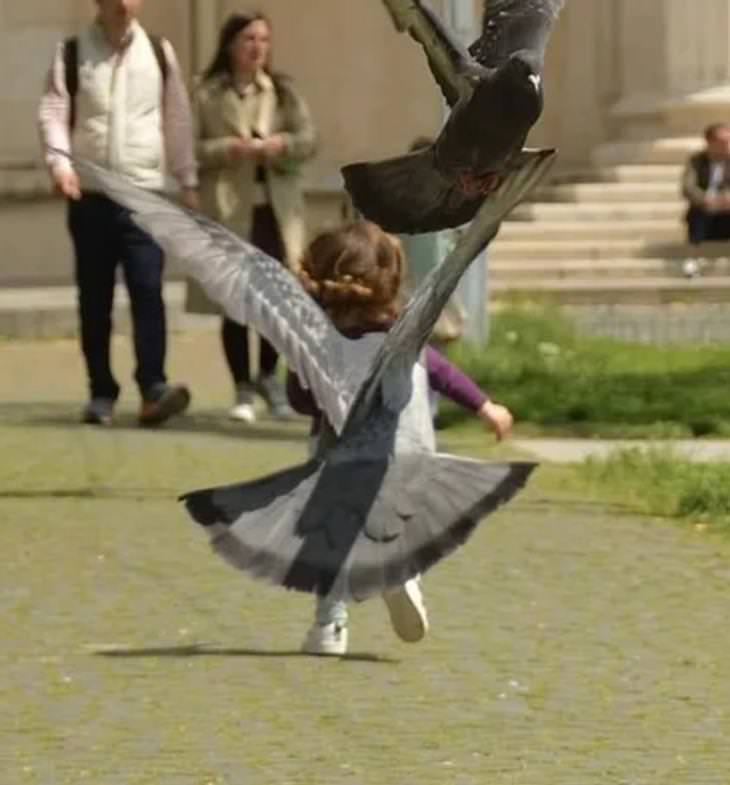 Confusing Pics, kid, pigeon 