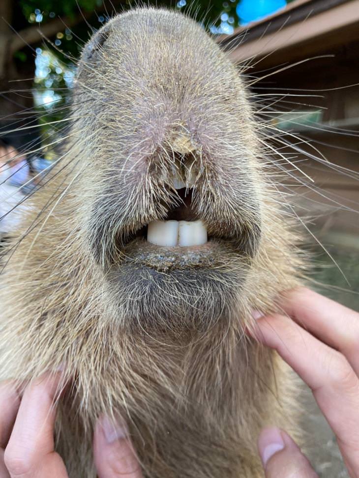 Confusing Pics, capybara