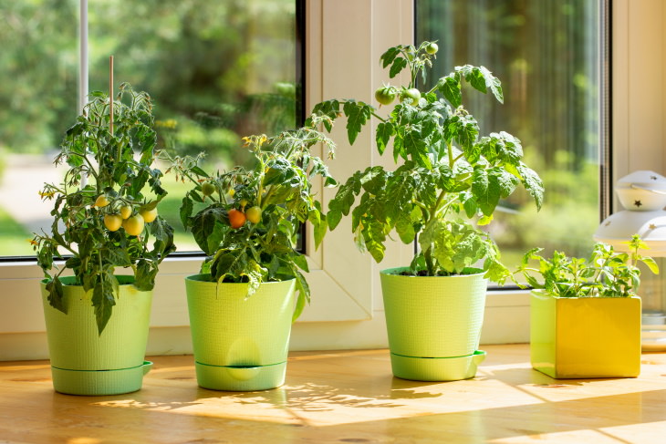 How to Ripen Green Tomatoes tomato plants indoors
