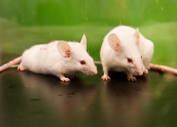 Cloning Breakthrough, mice. cloned
