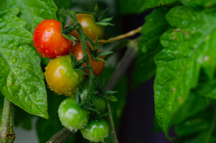 How to Ripen Green Tomatoes cherry tomatoes ripening