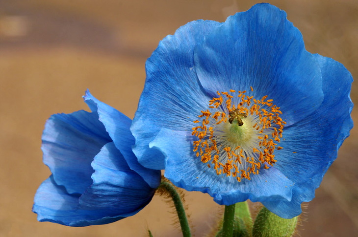 naturally blue flowers