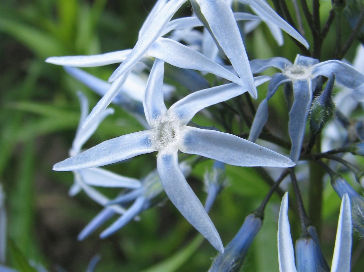 Naturally Blue Flowers Blue Star (Amsonia sp.)